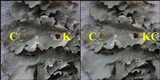 Parmotrema reticulatum image