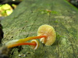 Mycena crocea image