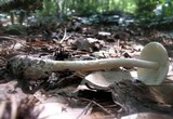 Amanita murrilliana image