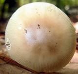 Amanita murrilliana image