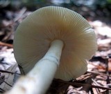 Amanita murrilliana image