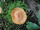 Cuphophyllus pratensis image