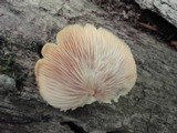Crepidotus crocophyllus image