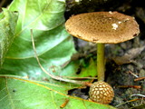 Psathyrella propinqua image