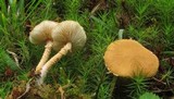 Cystoderma amianthinum image