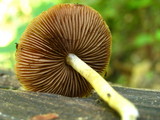 Psathyrella propinqua image