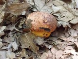 Boletus erythropus image