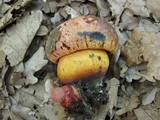 Boletus erythropus image