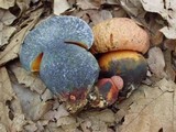 Boletus erythropus image