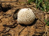 Lycoperdon pulcherrimum image