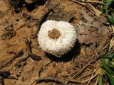 Lycoperdon pulcherrimum image