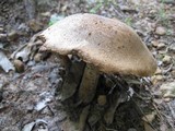 Polyporus radicatus image