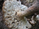 Polyporus radicatus image