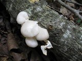 Pleurotus pulmonarius image