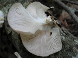 Pleurotus pulmonarius image
