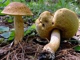 Leccinum rugosiceps image
