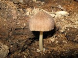 Pluteus longistriatus image