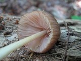Pluteus longistriatus image