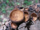 Galiella rufa image
