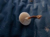 Marasmius wynneae image
