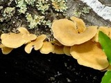 Panus neostrigosus image