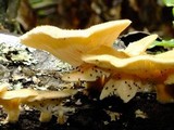 Panus neostrigosus image
