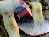 Butyriboletus frostii image