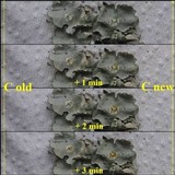 Parmotrema reticulatum image