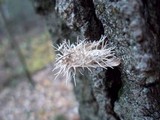 Cordyceps tuberculata image