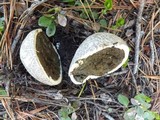 Gastropila fumosa image