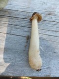 Verpa conica image