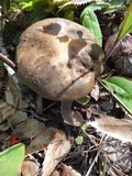 Phylloporus arenicola image