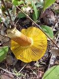 Phylloporus arenicola image