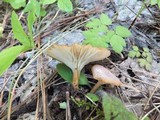 Clitocybe squamulosa image