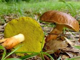 Aureoboletus auriporus image