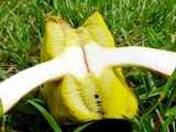 Aureoboletus auriporus image