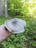 Tricholoma saponaceum image