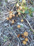 Conocybe tenera image