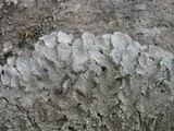 Punctelia subrudecta image