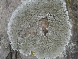 Punctelia subrudecta image