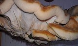 Bondarzewia berkeleyi image