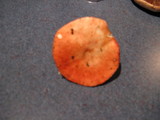 Russula bicolor image