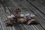 Geastrum nanum image