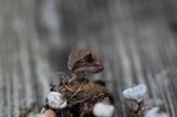 Geastrum nanum image