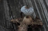 Geastrum nanum image