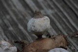 Geastrum nanum image