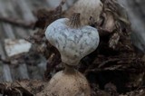 Geastrum nanum image