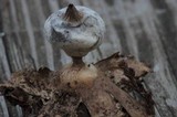 Geastrum nanum image
