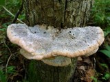 Fomitopsis spraguei image