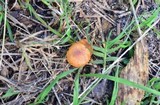 Phylloporus rhodoxanthus image